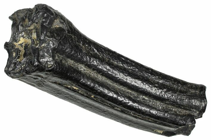 Pleistocene Aged Fossil Horse Tooth - South Carolina #374136